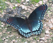Red-spotted Purple Lake Vista Trail 7_26_2015